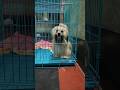 #breakfast time#petlover #lhasa #cute #cutedog #puppy #pets