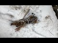 Rescue poor old dog hit by bullets, lying desperate before passers by in the snow