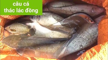 câu cá thác lác ngày cuối năm| GÒ CÔNG TV