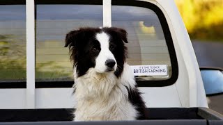 Do Border Collies like to play hide and seek?