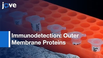 Immunodetection: Outer Membrane Proteins By Flow Cytometry-Isolated Mitochondria l Protocol Preview