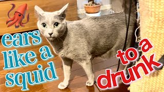 [Russian Blue] What does a cat do to his owner coming home drunk? | Kotetsu cat