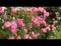 百万本のバラ One million roses Роуз покупка Alla Pugacheva-1983 Million Roses