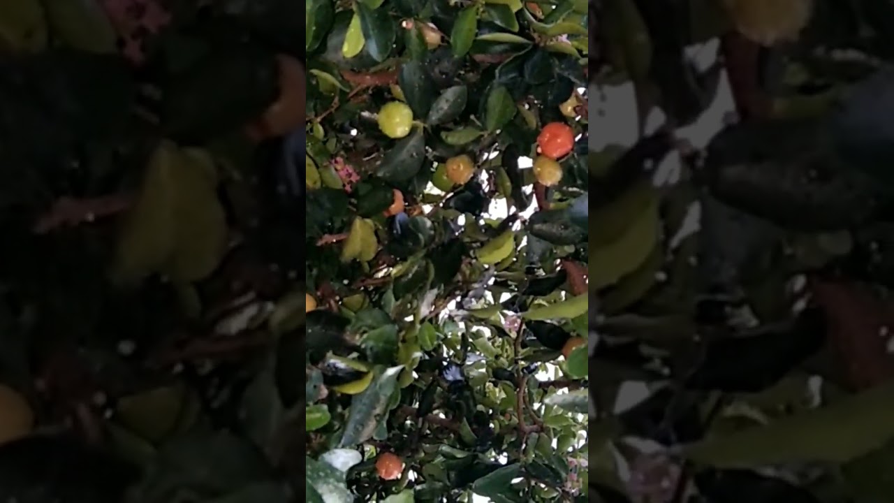 Buah cermai Di taiwan 