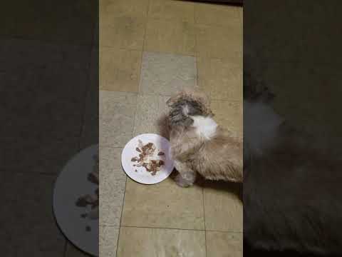 cute dog quotes Dori eating...(Don't view if bored easily)