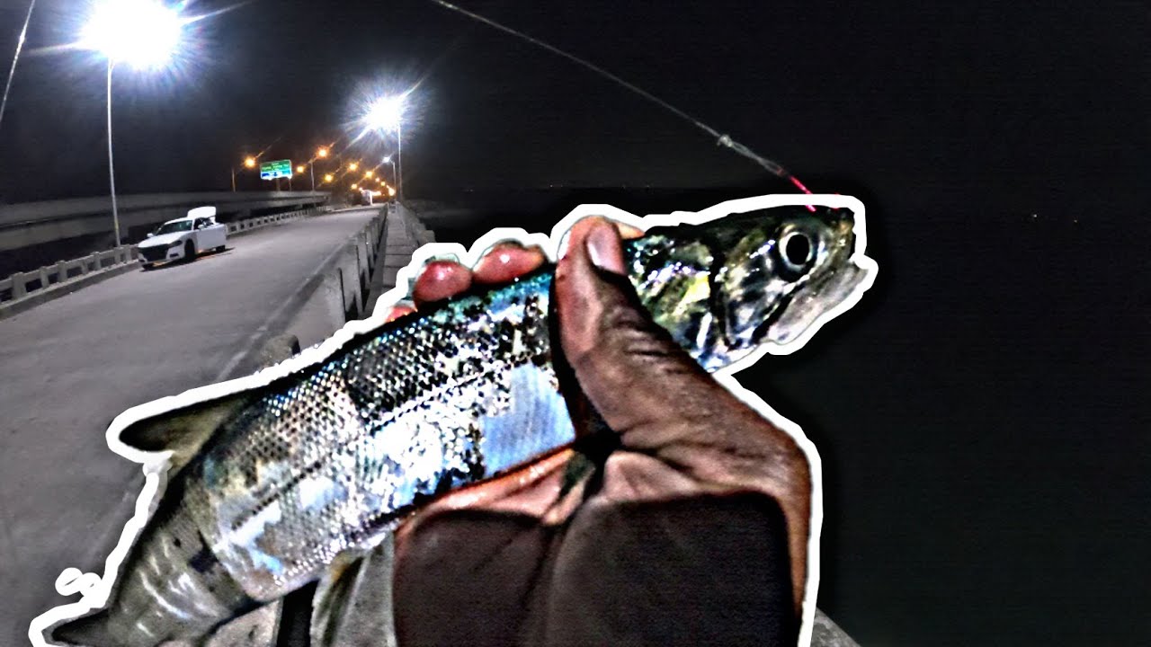Tarpon Fishing At The Skyway Pier!