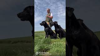 #labradorretriever #labrador #gundogtraining #retriever #dog #dogtraining #lab #gundog