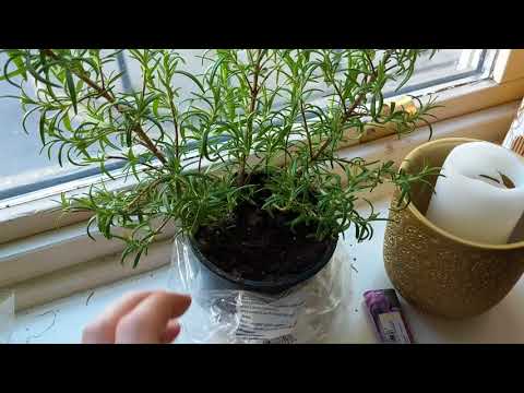 Video: Pareizs veids, kā laistīt rozmarīna augu