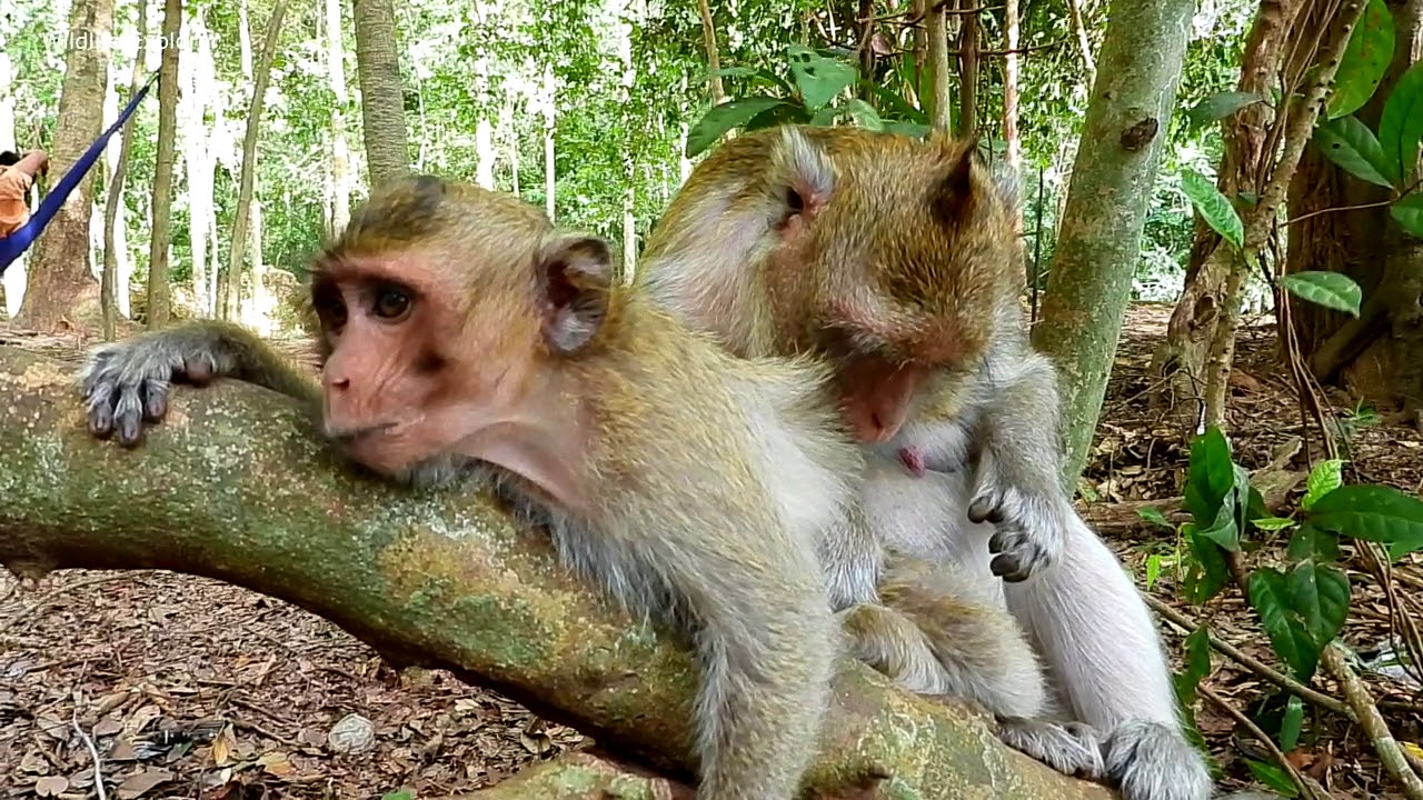 baby monkey crying for milk Groom Comfort Poor Monkey Patty,she feel warm when stay closely with mom-10