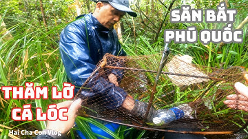 Luồng Lờ Cũ Tiếp Tục Bão Cá Lóc, Trê | Bắt Được Cá To Quá Đã ✅️