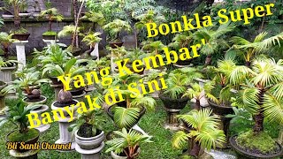 Koleksi bonsai kelapa kembar Bli Santi Channel. #bonsaikelapa #coconutbonsai #kelapabonsai