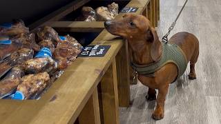 Mini dachshund's day out at a fancy pet shop
