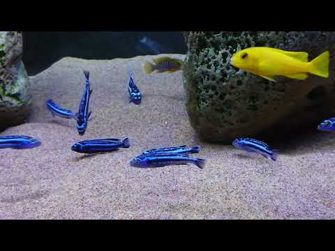 Melanochromis cyaneorhabdos - Maingano