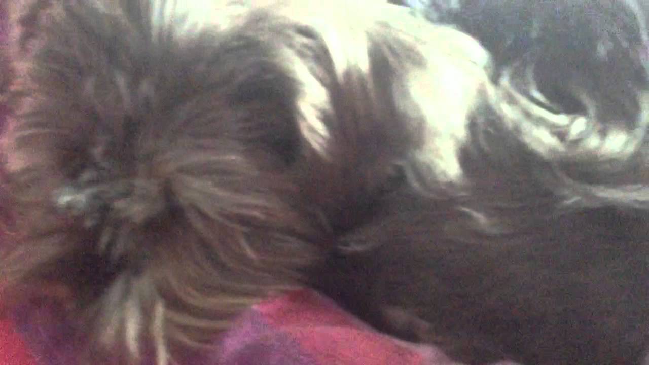 Kleiner, süßer Hund schläft! YouTube