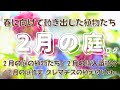 【真冬のガーデニング】〜2月の庭ログ〜|春に向けて動き出した庭の植物|2月の購入苗紹介|2月の庭作業|クレマチスの植え付け ふるさと納税苔紹介など