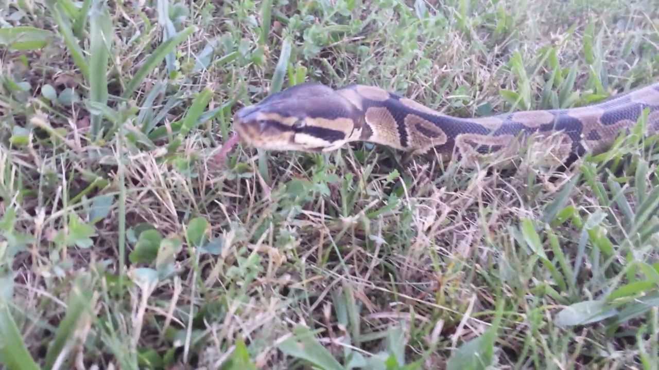 camera iphone 8 plus apk Walking the snake