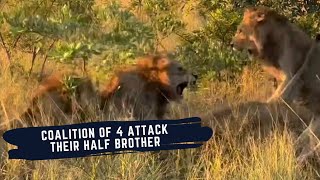 MALE LION ATTACKED BY 3 RIVAL MALE LIONS - NKUHUMA MALE ATTACKED BY KAMBULA MALES