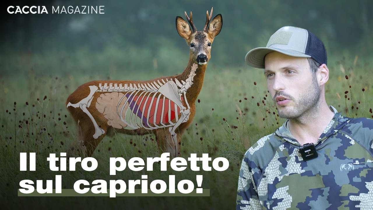 Il corretto piazzamento del colpo nella caccia al capriolo - Caccia Magazine Academy