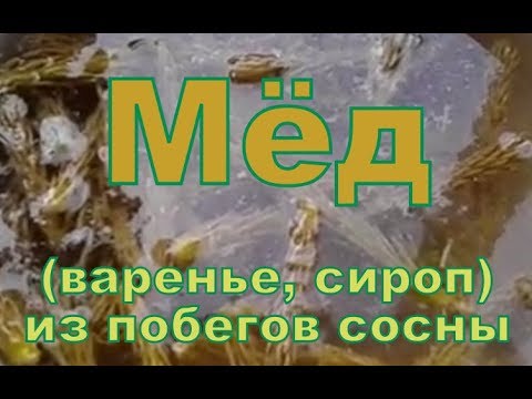 Сосновый Мёд (варенье, сироп) из побегов сосны