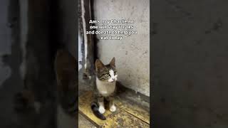 please don't scroll down and ignore my cats and kitties #cat #kitten #pets #kitty #adoptstrays #cute
