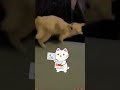 Look at the way this cat fall 😂 #cat #catmecs #catvideos #funnycats #catsofyoutube #funny #funnypets