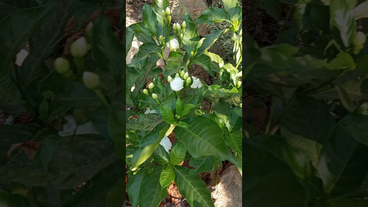 ఉగాడి పండుగా special video | flower harvesting | our small బులి garden