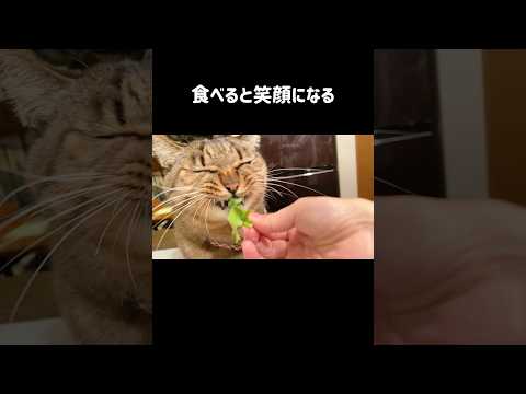 【食いしん坊の猫】白菜食べると笑顔になる長男猫うしお|刺身をカウンターで堪能する末っ子猫くう