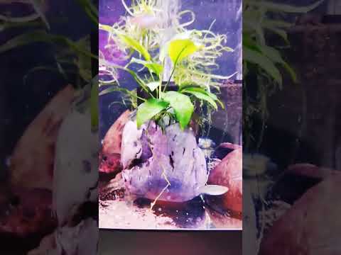 Update #2 40 breeder #aquarium #fishfam #fishtank #aquascape #aquascapegallery #fish #diy #aquarium