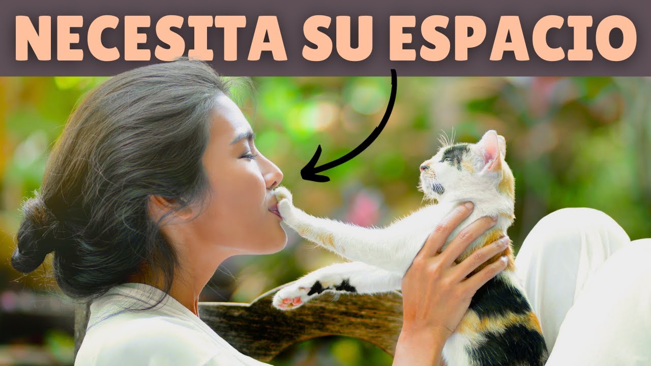 Desvelando el misterio ️ Por qué tu gato pone SU PATA en TU CARA 🐾 (7