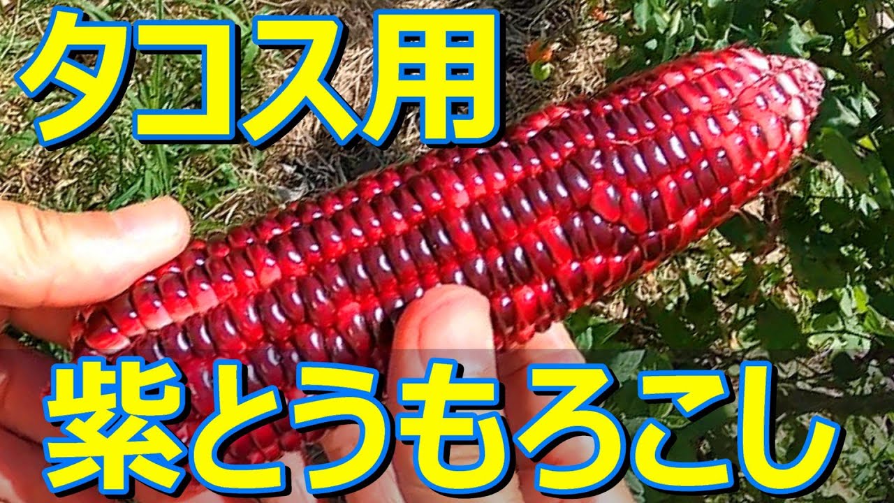 トルティーヤに最適 】もちもち食感 紫トウモロコシの収穫 - YouTube