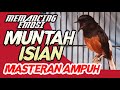 MURAI BATU MUNTAH ISIAN | BURUNG JUARA LOMBA | shama bird | masteran murai batu terbaik