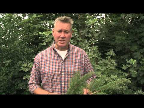 Identifying Douglas Fir