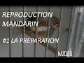 Tout sur la reproduction du diamant mandarin  1 la prparation  accouplement en direct