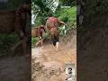 #fanytiktok #intagramshorts #comedyshorts #youtubeshorts #comedy #shortvideo #fanyboy137 #farmer