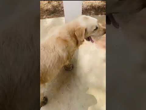 He knows he messed up!.මඩ නාලා අහින්සක මූණ දාගෙන ඉන්න හැටි. #goldenretriever ​#viralshorts ​#cutedog