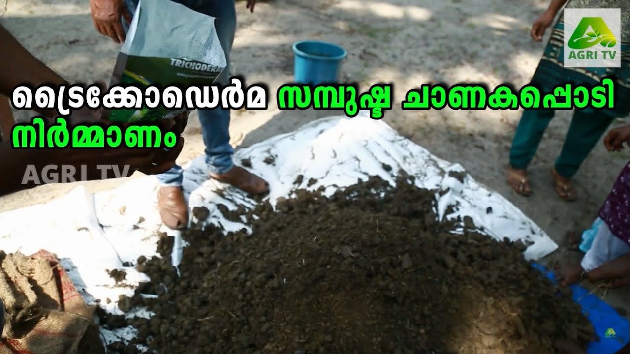 ട്രൈക്കോഡെർമ സമ്പുഷ്ട ചാണകപ്പൊടി നിർമ്മാണം |കുമിള്‍ രോഗങ്ങളുടെ നിയന്ത്രണത്തിനായി ഉപയോഗിക്കാം |