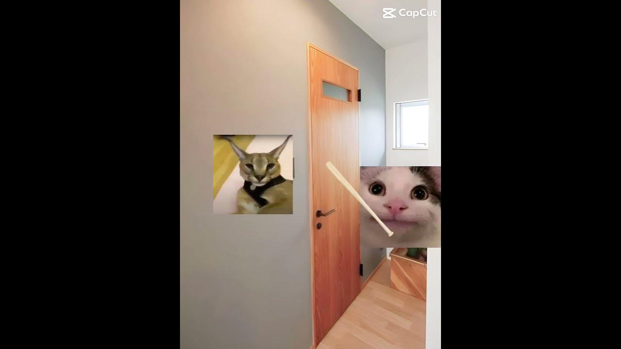 Bannana cat and his friends - YouTube
