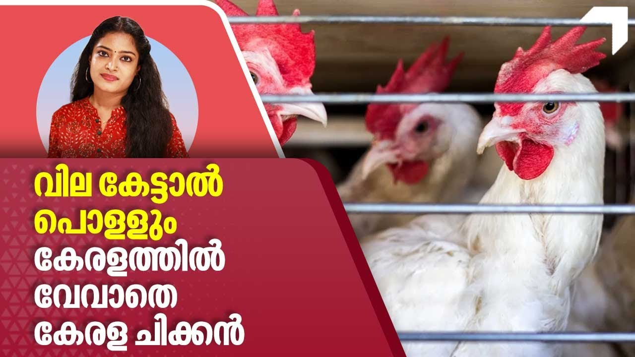 Chicken Price Hike വില കേട്ടാൽ പൊളളും കേരളത്തിൽ വേവാതെ കേരള ചിക്ക