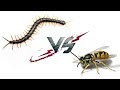 Scolopendra vs Hornet | WHO WILL WIN?