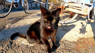 道路脇に黒猫がいたのでナデナデしたら懐いてきて超カワイイ
