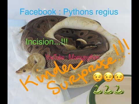 Incision naissance oeufs Pythons Ponte N°3 Clown Cinnamon X Clown Lesser ou Calico Lesser Het Clown