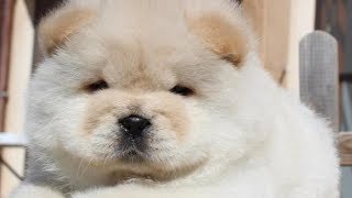 Cute Chow Chow  Chow Chow Puppy  Chow Chow  Chow Chow Dogs compilation #3