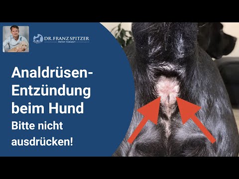 Video: Alles, Was Sie über Diese Fiesen Analdrüsen Wissen Müssen