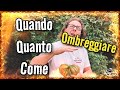 Ombreggiare Pomodoro Quando Quanto e Come