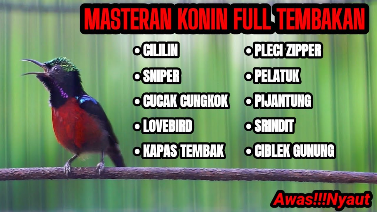 KOLIBRI NINJA GACOR ROLL TEMBAKAN MEWAH BIKIN KONIN ANDA JADI JUARA