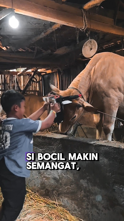 Bocil Mberot Vs Sapi‼️who will win?☠️ #bull #horse #barongan