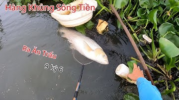 Hốt Hàng Khủng Sông Tiền Trong Bệ Chui Ra Ăn Trấu Sáng Sớm | Kích Cá Miền Tây | Catch Fish