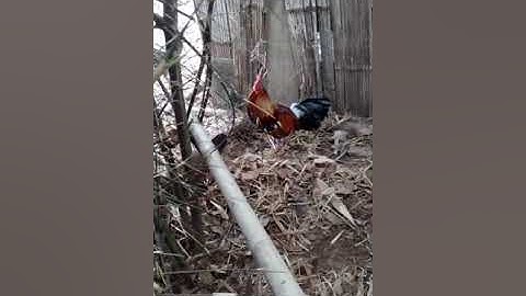 noob qaib txaij tus no yog tus txiv kiag nawb dib tuaj zoo heev