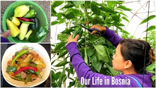 Harvesting and cooking pepper steak stir fry | govedina sa paprikom
paprikas recept