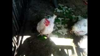 Crazy Chicken screenshot 1